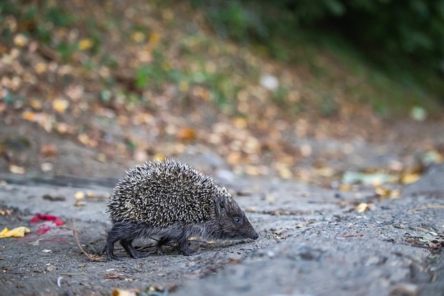 两次攻破了 两次攻破了